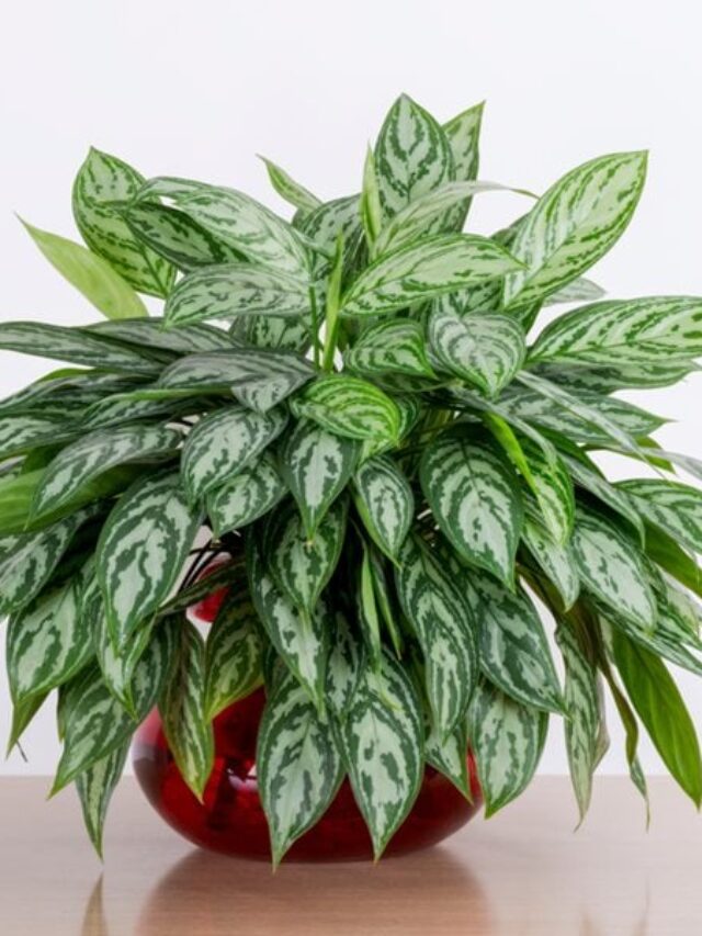 4 Best Indoor Plants That Help You Stay Fit