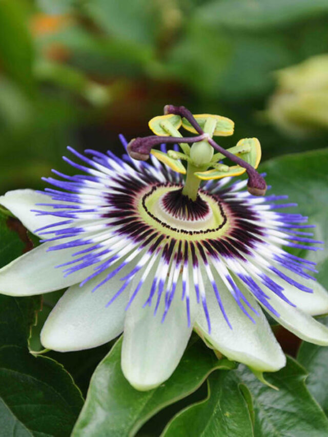 6 Exotic Plants with Incredible Healing Properties