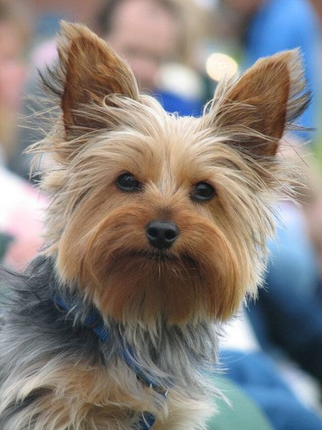 Top 6 Reasons to Own a Yorkie